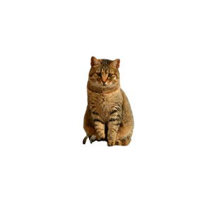 A Calm Tabby Cat Sits On A Wooden Shelf Near A Window, Creating A Cozy Scene. 20030 - Cat PNG image with transparent background
